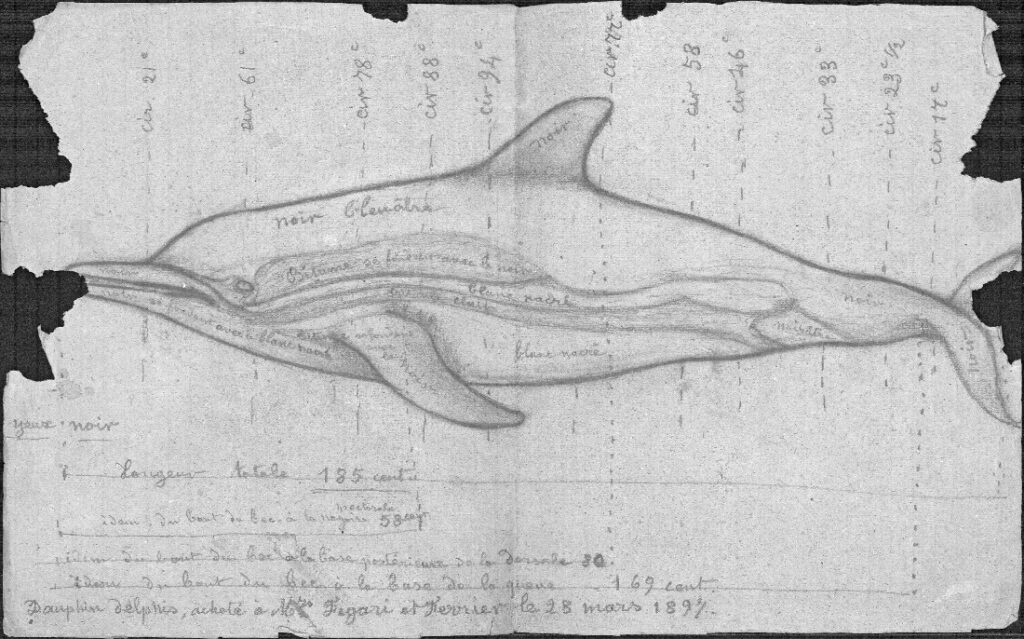 Dessin préparatoire du Delphinus delphis