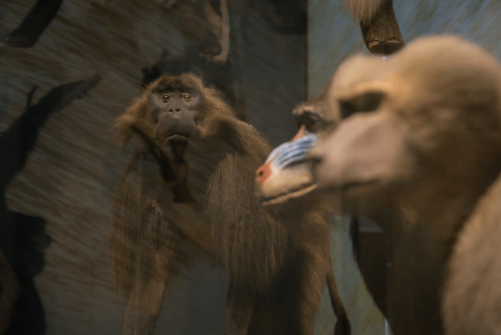 photo de l'exposition permanente du Muséum de Toulouse