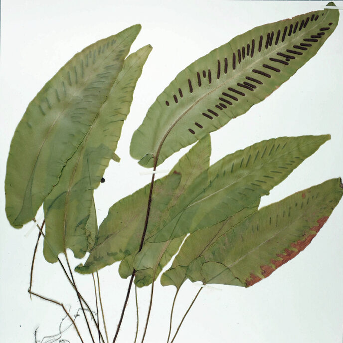 Asplenium scolopendrium, collections du muséum de Toulouse