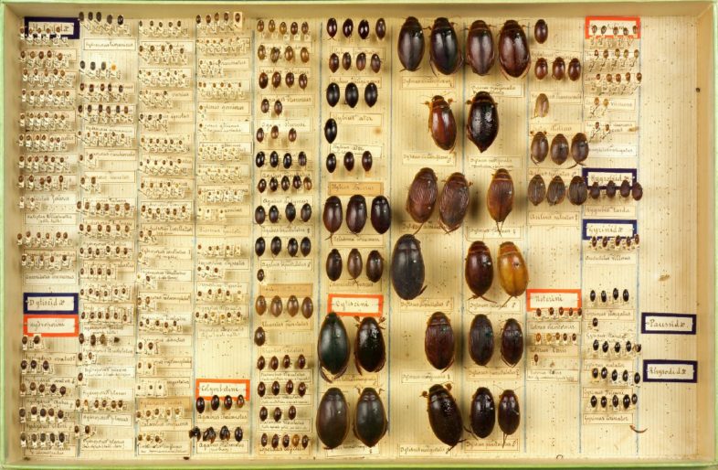 Boite d'arthropodes, collections du muséum de Toulouse