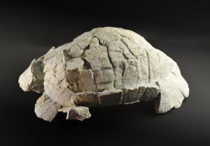 Tortue Ergemilys bruneti - collections du muséum de Toulouse