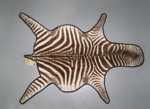 Peau d'Equus burchellii bohemi, collections du muséum de Toulouse