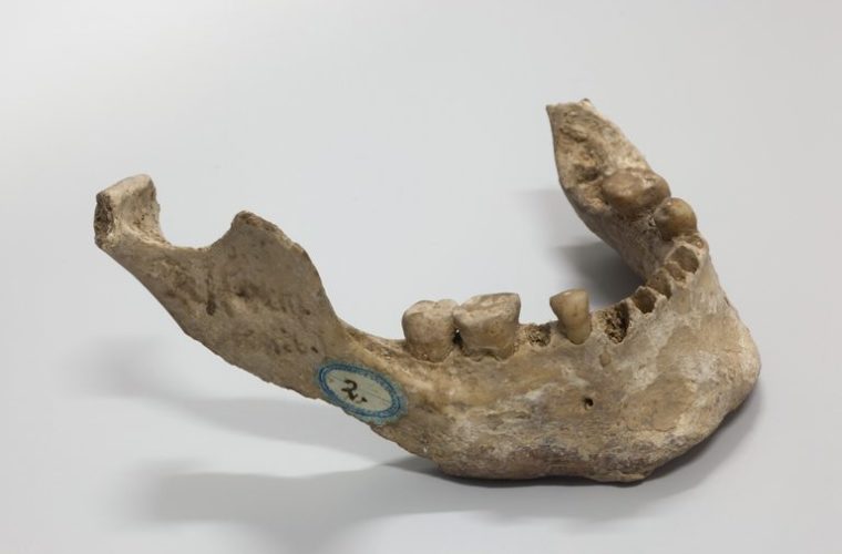 Mandibule d'Homo sapiens, collections du muséum de Toulouse