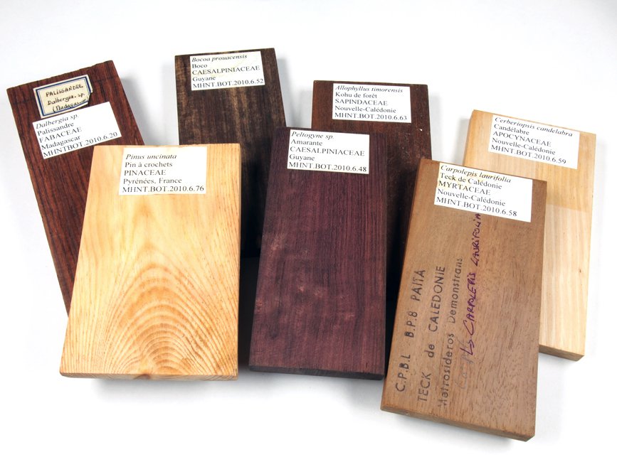 Planchettes de bois, collections du muséum de Toulouse