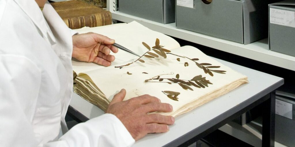 Préparation de planche d'herbier, muséum de Toulouse