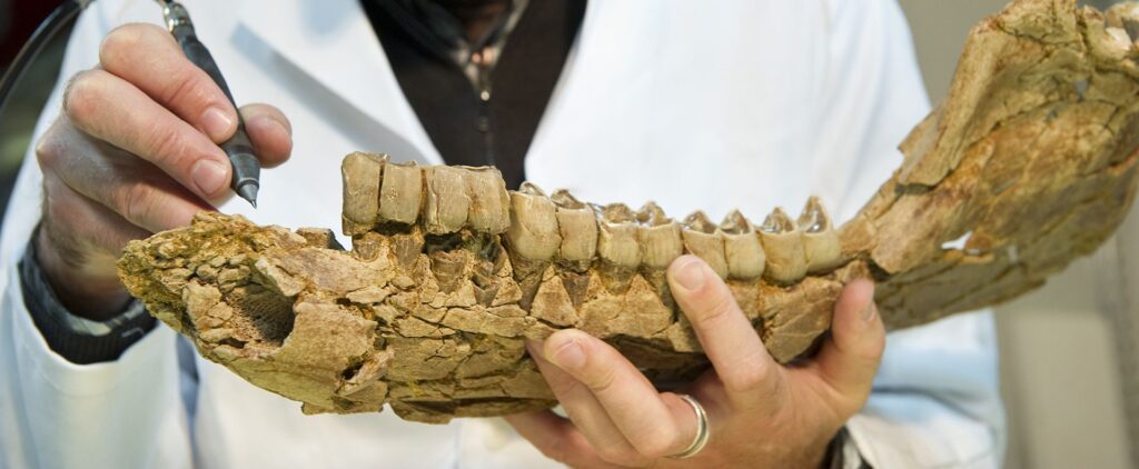 Préparation de fossile, muséum de Toulouse