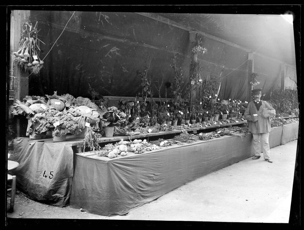 Photographie, collections du muséum de Toulouse