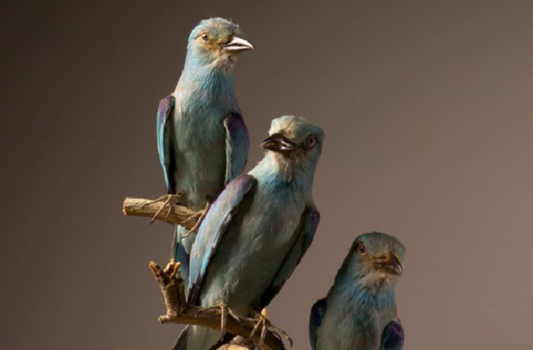 Coracias garrulus, collections du muséum de Toulouse