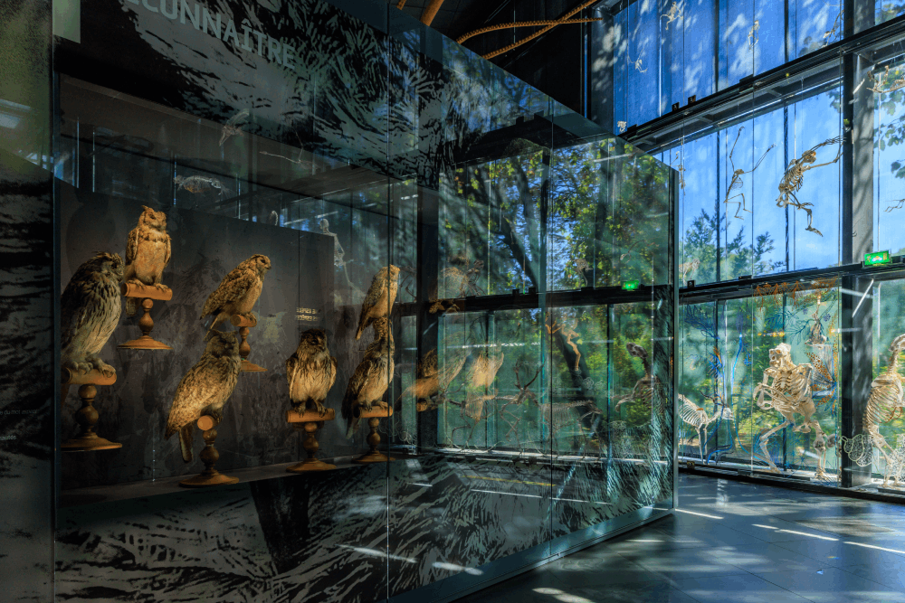 photo des hiboux de l'exposition permanente du Muséum de Toulouse