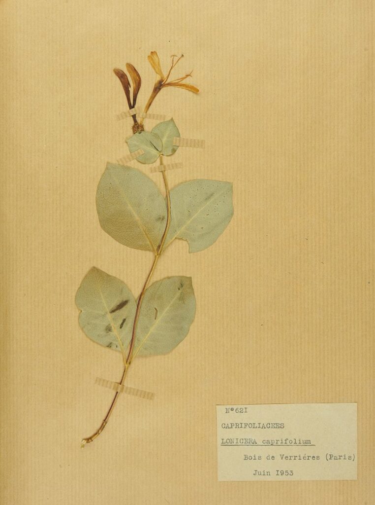 Lonicera caprifolium, collections du muséum de Toulouse