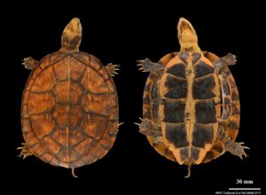 Tortue feuille d'Annam, collections du muséum de Toulouse