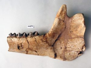 Mandibule de la carrière de Valentine, collections du muséum de Toulouse