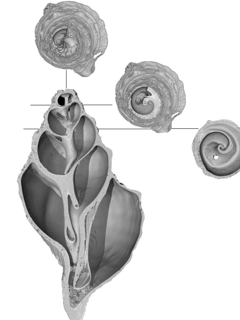 Conque de Marsoulas, collections du muséum de Toulouse