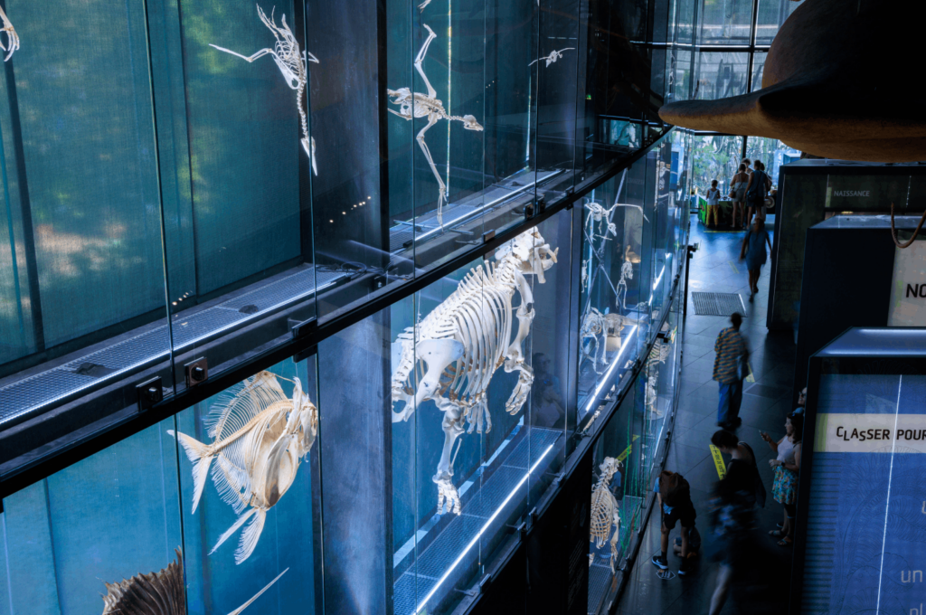 photo de l'exposition permanente du Muséum de Toulouse