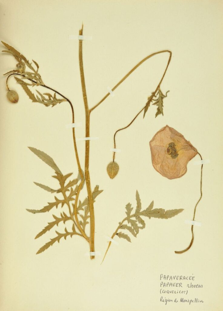 Papaver rhoeas, collections du muséum de Toulouse