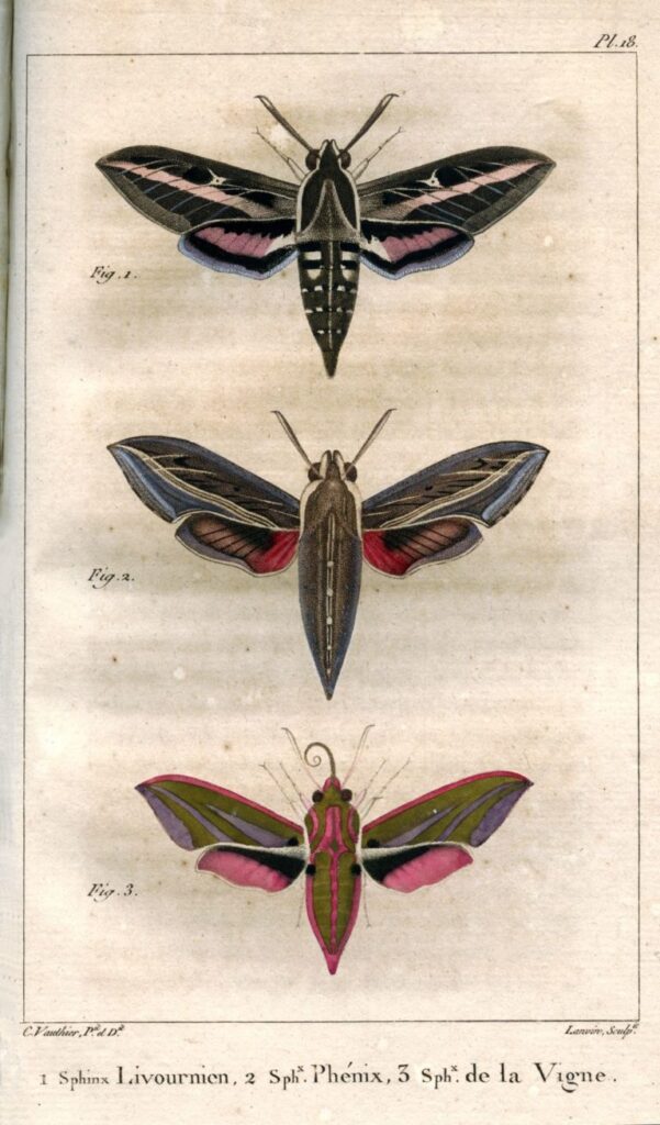 Histoire naturelle des lépidoptères ou papillons de France, J.-B. Godart et P.-A J. Duponchel, collections du muséum de Toulouse