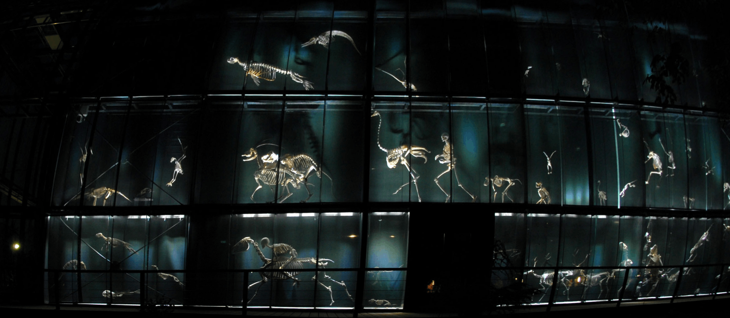 mur de squelettes de l'exposition permanente du Muséum de Toulouse