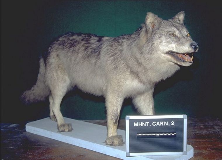 Loup mâle d'Eurasie