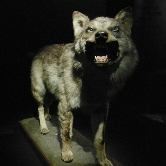 Loup des Pyrénées naturalisé