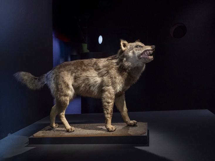 Loup des Pyrénées naturalisé