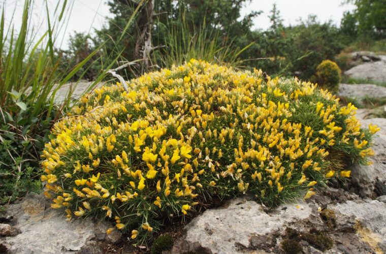 Genêt hérisson dans son habitat naturel