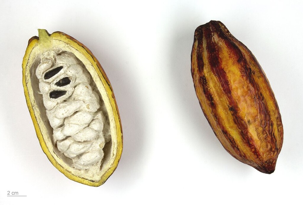 Moulage teinté en cire d'abeille d'une cabosse de Theobroma cacao