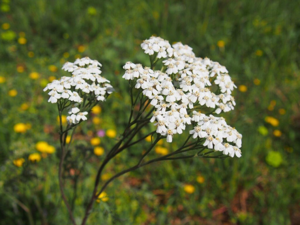 Achillée