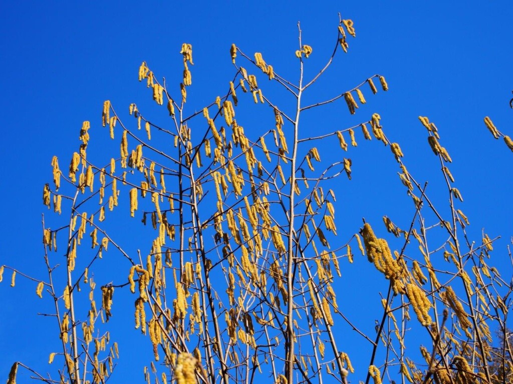 La floraison du noisetier