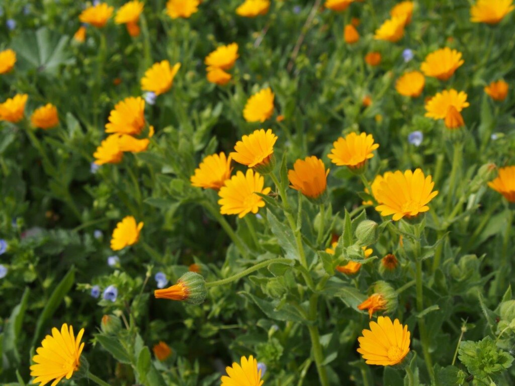 calendula