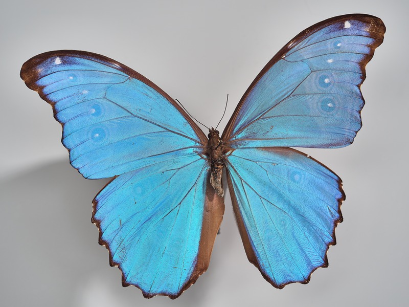 Morpho menelaus, Collections du muséum de Toulouse