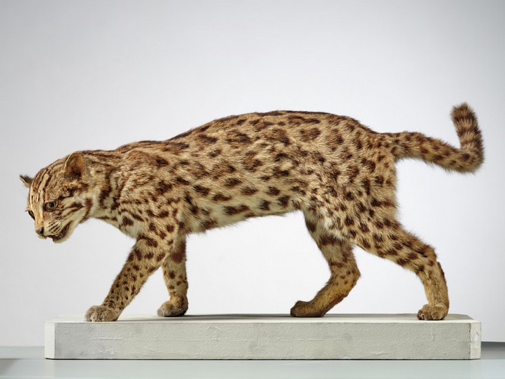 Leopardus tigrinus, Collections Muséum de Toulouse