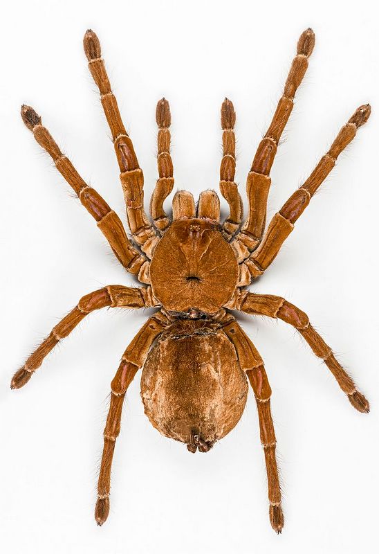 Theraphosa blondii, collections Muséum de Toulouse