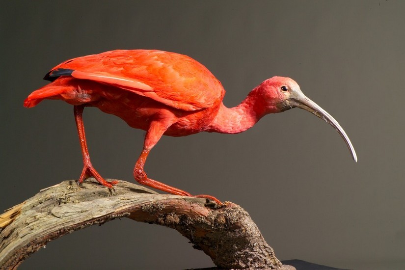 Eudocimus ruber, collections muséum de Toulouse