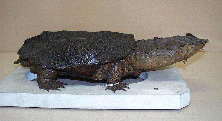 Chelus fimbriata, Collections muséum de Toulouse