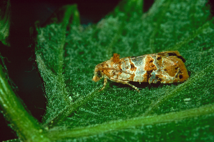 Papillon Lobesia