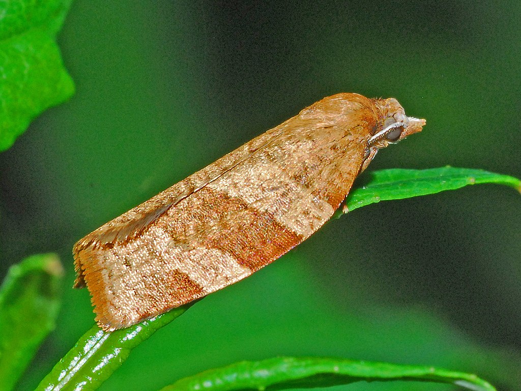 Pandemis cerasana, la tordeuse des arbres fruitiers