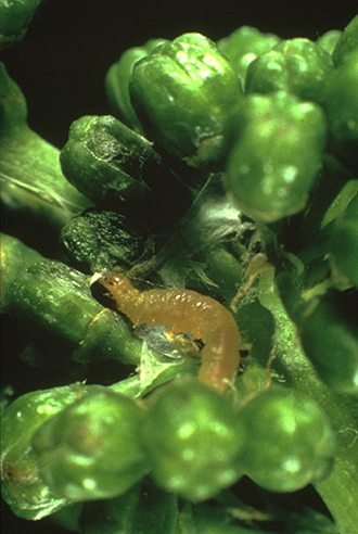 Photo de chenille sur une grappe de raisin