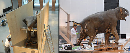 L'éléphant en cours de restauration par les taxidermistes.