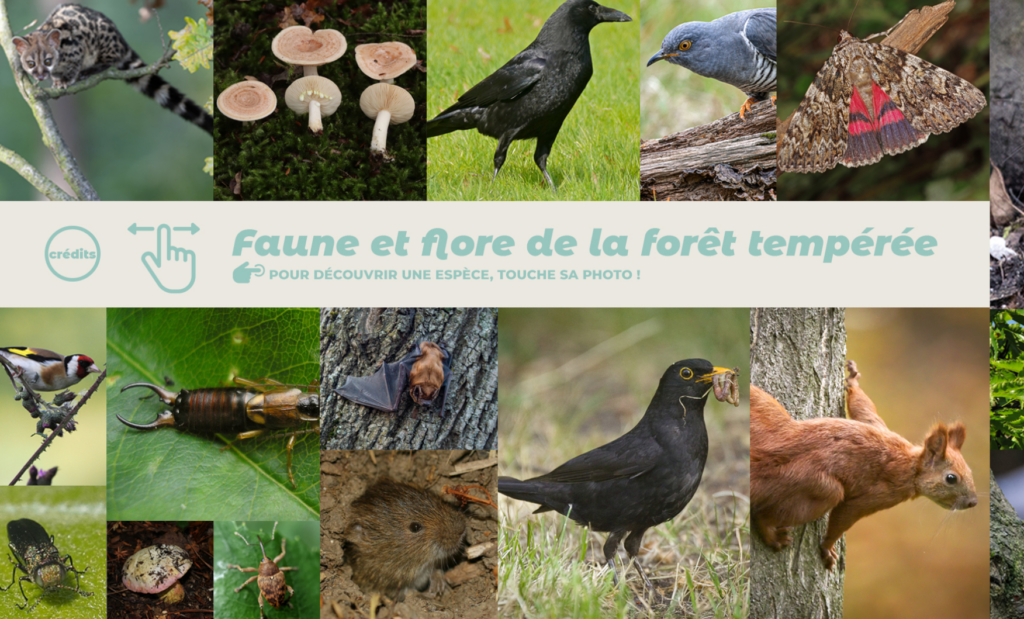 jeu Faune et Flore de la forêt tempérée